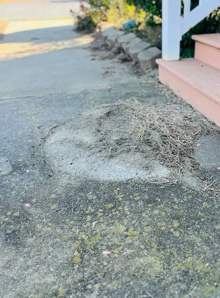 Green algae and moss buildup on a shaded concrete walkway