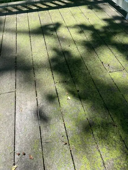 Shaded wood deck covered in slippery green algae growth